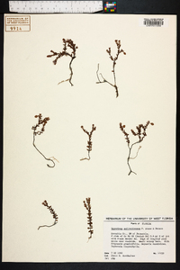 Hypericum suffruticosum image