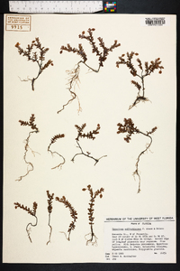 Hypericum suffruticosum image