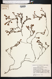 Hypericum suffruticosum image