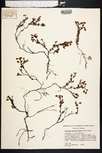 Hypericum suffruticosum image