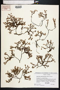 Hypericum suffruticosum image