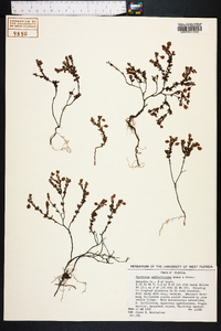 Hypericum suffruticosum image