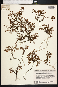 Hypericum suffruticosum image