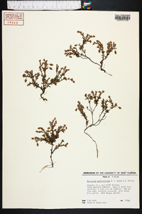 Hypericum suffruticosum image