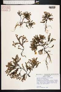 Hypericum suffruticosum image