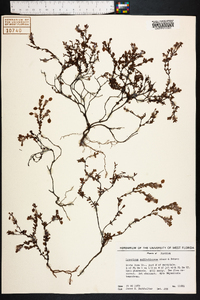 Hypericum suffruticosum image