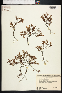 Hypericum suffruticosum image