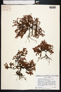 Hypericum suffruticosum image