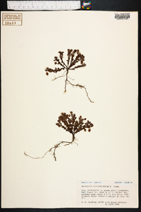 Hypericum suffruticosum image