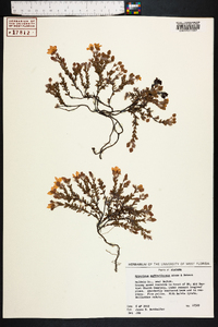 Hypericum suffruticosum image