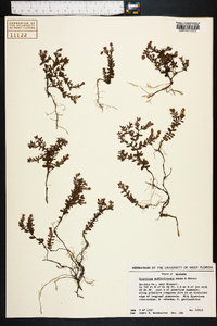 Hypericum suffruticosum image