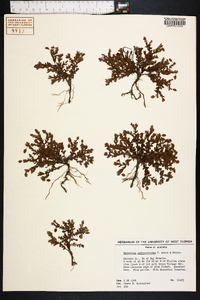 Hypericum suffruticosum image