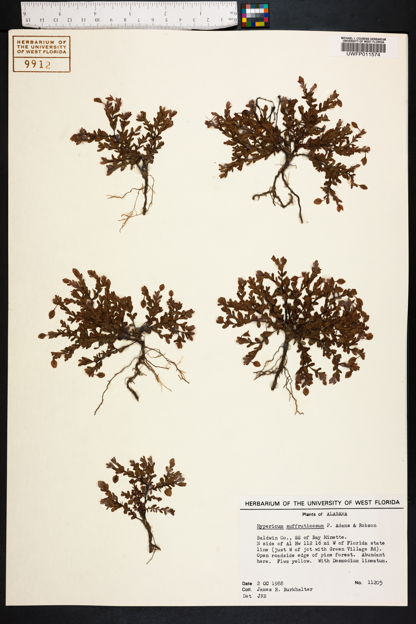 Hypericum suffruticosum image