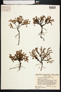 Hypericum suffruticosum image