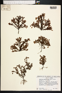 Hypericum suffruticosum image