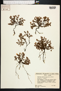 Hypericum suffruticosum image