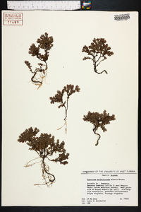 Hypericum suffruticosum image