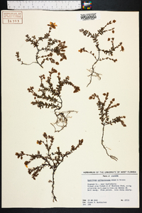 Hypericum suffruticosum image