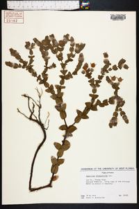 Hypericum tetrapetalum image