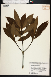Illicium floridanum image