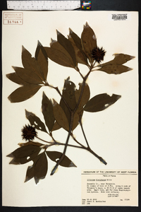 Illicium floridanum image