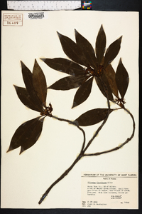 Illicium floridanum image