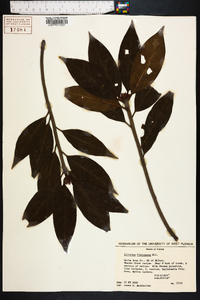 Illicium floridanum image