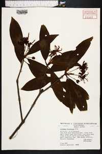 Illicium floridanum image