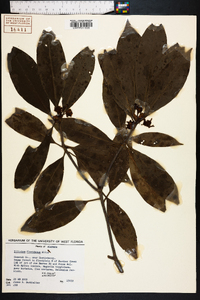 Illicium floridanum image