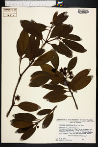 Illicium parviflorum image