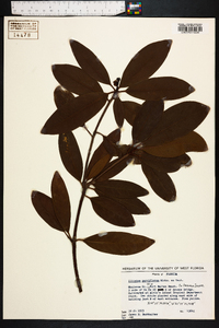 Illicium parviflorum image