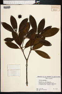 Illicium anisatum image