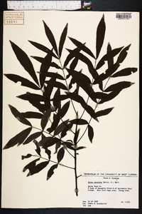 Carya aquatica image