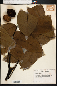 Juglans regia image