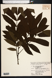 Pterocarya stenoptera image