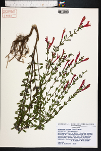 Calamintha coccinea image