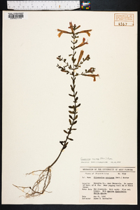 Calamintha coccinea image