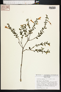 Calamintha coccinea image