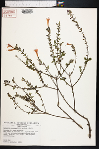 Calamintha coccinea image