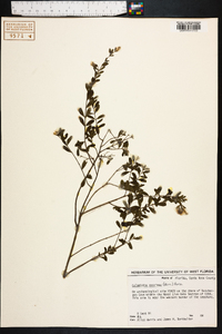 Calamintha coccinea image