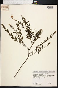 Calamintha coccinea image