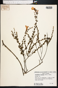 Calamintha coccinea image