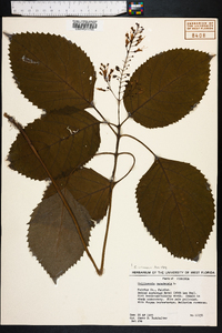 Collinsonia canadensis image