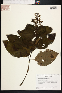 Collinsonia serotina image