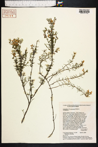 Conradina canescens image