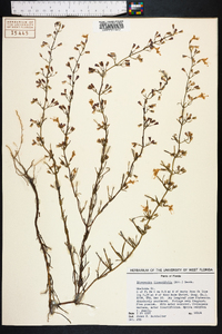 Dicerandra linearifolia image