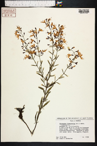 Dicerandra linearifolia image