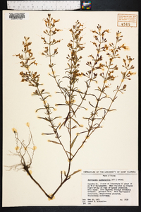 Dicerandra linearifolia image