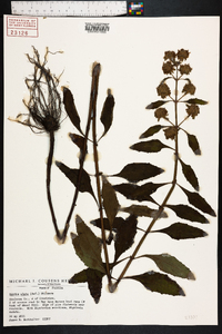Hyptis alata image