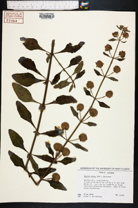 Hyptis alata image